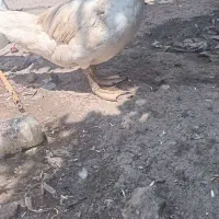 اوردک نر۱۵۰۰۰۰۰