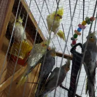 عروس هلندی|پرنده|خاوران, |دیوار