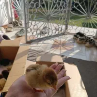 جوجه گلپایگان یک روزه بدون تلفات تضمینی|حیوانات مزرعه|ماسال, |دیوار