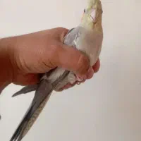 فروشی|پرنده|منج, |دیوار