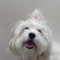 واگذاری سگ نژاد شیتزو مالتیز