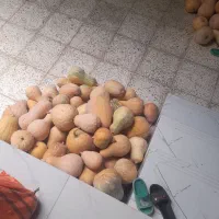 کدو حلوایی تازه چین