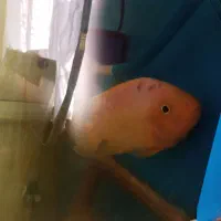 ماهی گوشتخوار میداس نر