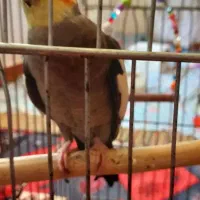 فروش پرنده عروس هلندی