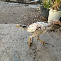 دوعدد جوجه لاری طوس