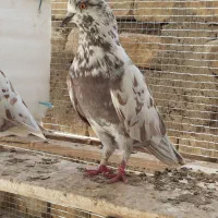 یجفت کبوتر قلمکار نر و ماده آماده جفتن کار داده|پرنده|اصفهان, عاشق‌آباد|دیوار
