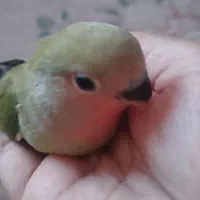 کوتوله عروس همستر دستی اوپال صورت هولویی