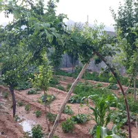 باغ در شهر نیر زیبای من|فروش خانه و ویلا|نیر (یزد), |دیوار