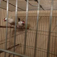 فنچ نرگسی شکلاتی