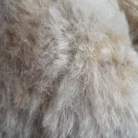 پشم گوسفند سفید