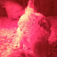 جوجه برهما کینگ سایز