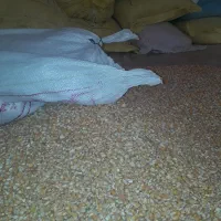 ذرت|لوازم جانبی حیوانات|مهران (ایلام), |دیوار