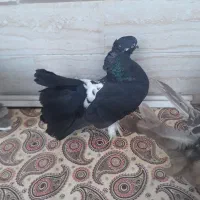 کبوتر دم چتری کاکلی پاپر|پرنده|تهران, پرستار|دیوار