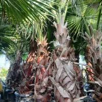 صفرتا صد کاشت سموم باغ باغچه نهال سبز درخت قم|خدمات باغبانی و درختکاری|قم, تعویض پلاک|دیوار