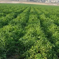 اجاره ۱۵ هکتار زمین کشاورزی صدرا