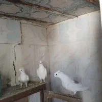 کبوتر|پرنده|پلدختر, |دیوار