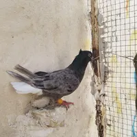 ماده کوهی دم سفید
