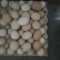 فروش تخم نطفه دار برهما و مرندی