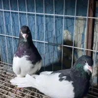 فروش  یجفت یالی با یه طوقی نر|پرنده|برازجان, |دیوار