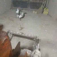 یک جفت غاز|حیوانات مزرعه|تاکستان, |دیوار