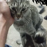 سلام واگذاری گربه