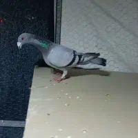 ماده سبز دو خط  پلاکی پلاک پا