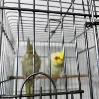 سه جفت عروس هلندی|پرنده|بندرعباس, |دیوار