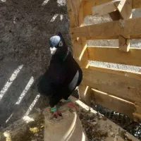 کفتر سیاه ابادانی نر|پرنده|مرودشت, رودبال|دیوار