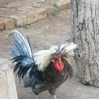 خروس لهستانی|حیوانات مزرعه|بومهن, |دیوار