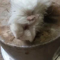 خوکچه هندی سفید|موش و خرگوش|صومعهسرا, |دیوار