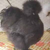 فروش جوجه تخم نطفه دار ابریشمی وارداتی|حیوانات مزرعه|گناباد, |دیوار