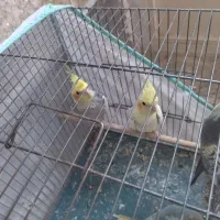 عروس هلندی مولد