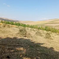 یونجه