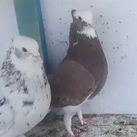 کفتر نر شازده قرمز