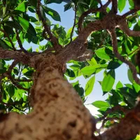 درخچه بونسای فیکوس رتوزا