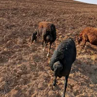 یک عدد گوسفند چال|حیوانات مزرعه|حلب, |دیوار