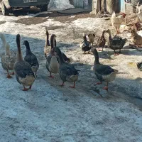 غاز قو وساده ۱۷۰۰|حیوانات مزرعه|اردبیل, |دیوار