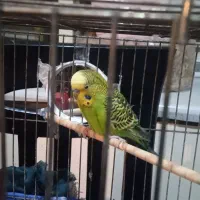 مرغ عشق|پرنده|تهران, شمسآباد|دیوار