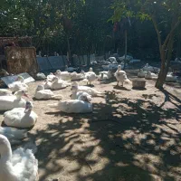 اردک اسراییلی/خارجی سفید
