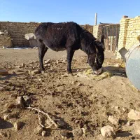 اولاغ نریان درشت گله ایی جوان