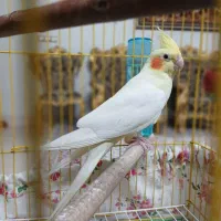 عروس هلندی