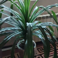 گل پاندانوس بزرگ