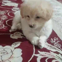 مادس ارومه بازیگوش  ۳ ماهشه