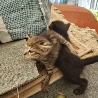 واگذاری مادربچه ها|گربه|قدس, شهرقدس|دیوار