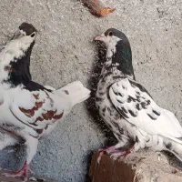 کبوتر تخم جوجه کوتوله ماده