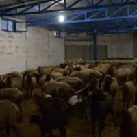 اجاره دامداری نیمه صنعتی