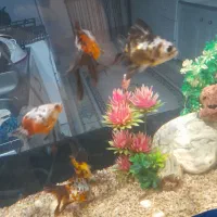 ماهی گلد فیش و تزئینات|ماهی|ارومیه, |دیوار