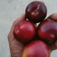 میوه خشک و آلو لواشک|عمدهفروشی|آباده, |دیوار