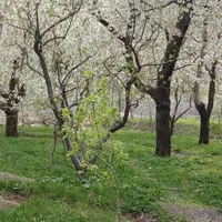 زمین باغی فروشی واقع در روستای مغان1000متر|فروش زمین و ملک کلنگی|مشهد, شهرک بهارستان|دیوار