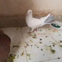 کبوتر،کفتر|پرنده|شهریار, یوسف آباد صیرفی|دیوار